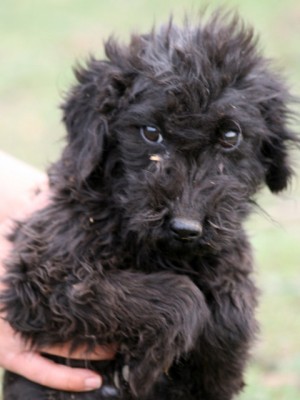 Der Hund sieht aus wie Aika.