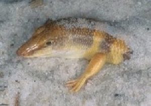 Sandfisch